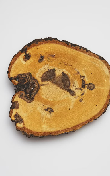 Wood Tree branch Slice Coasters: Slices Reclaimed Wood discs